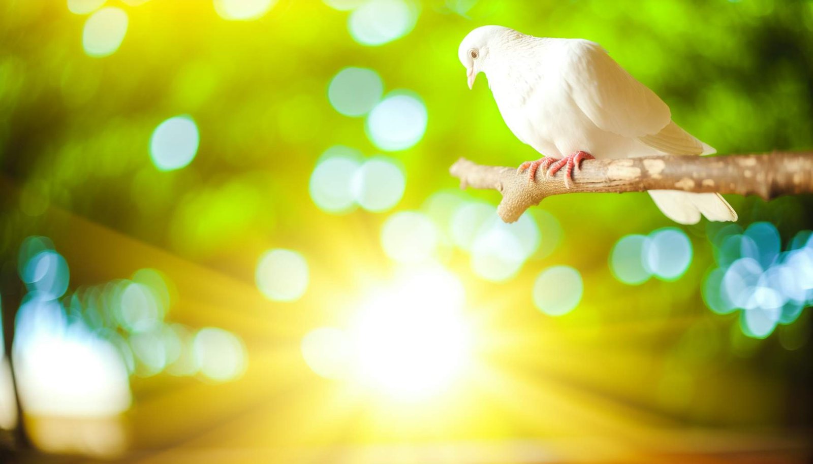 signification-spirituelle-colombe signification-spirituelle-colombe