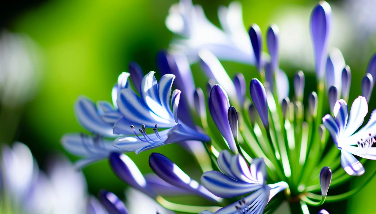 agapanthe-entretien-jardin