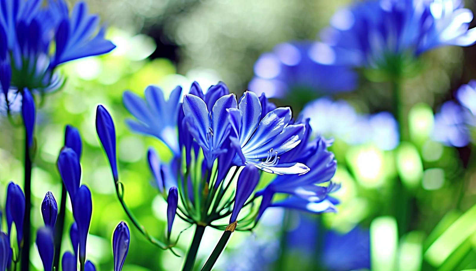 Agapanthe entretien : secrets pour un jardin éblouissant