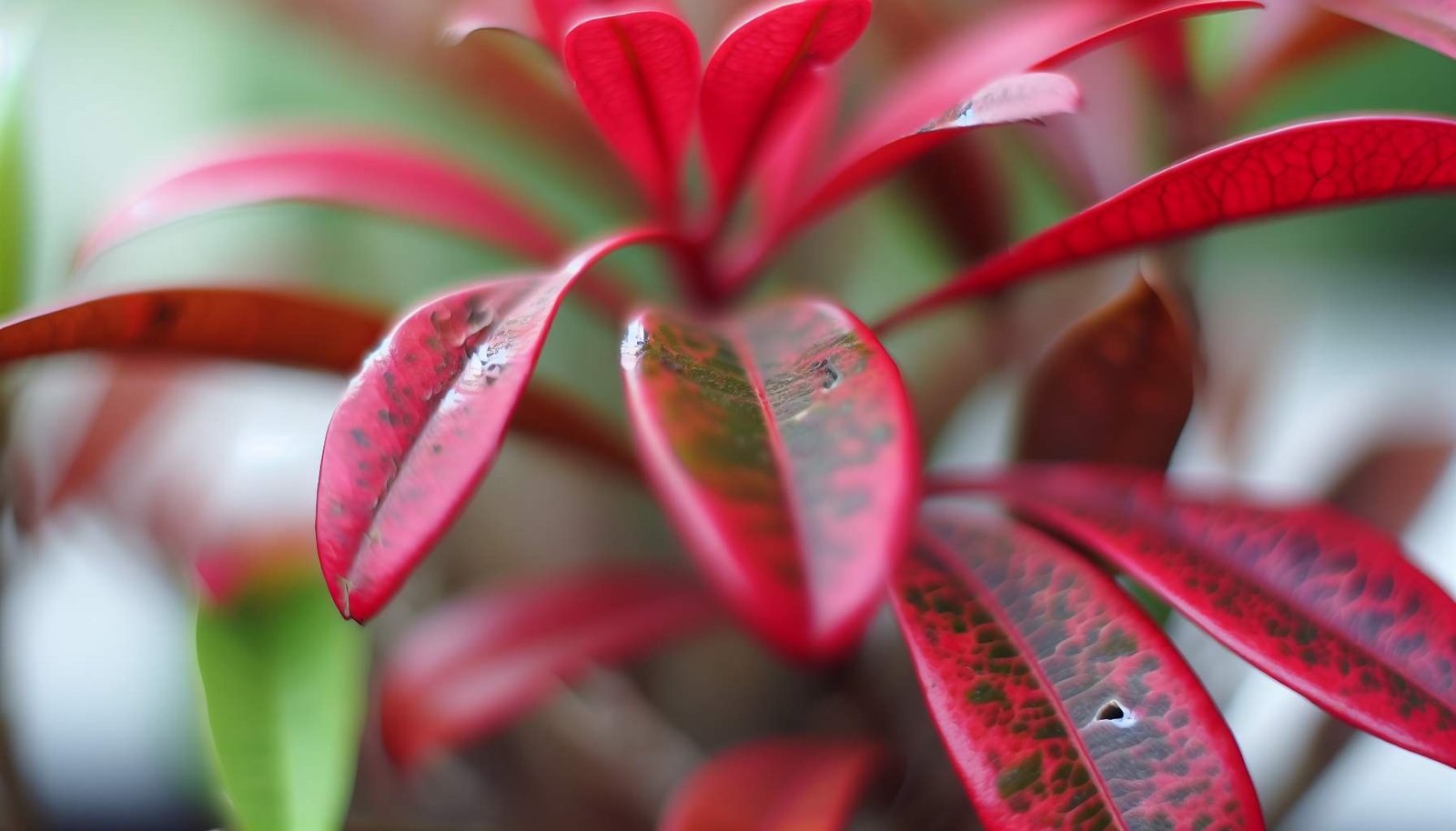 Les inconvénients du photinia à connaître absolument